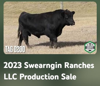 swearngin-ranches-35th-annual-production-sale-video-thumbnail